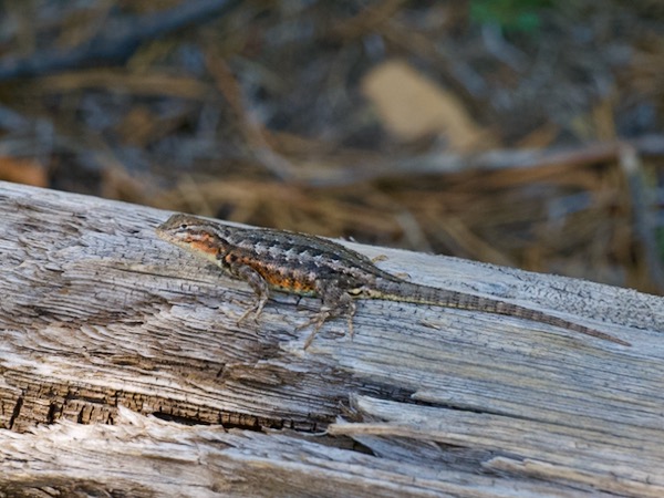 Western Sagebrush Lizard (Sceloporus graciosus gracilis)