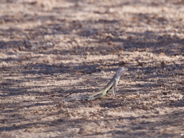 Western Zebra-tailed Lizard (Callisaurus draconoides rhodostictus)