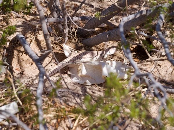 Northern Desert Iguana (Dipsosaurus dorsalis dorsalis)