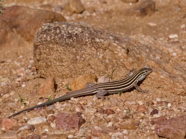 Desert Grassland Whiptail (Aspidoscelis uniparens)