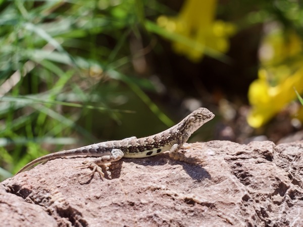 Sonoran Earless Lizard (Holbrookia elegans thermophila)