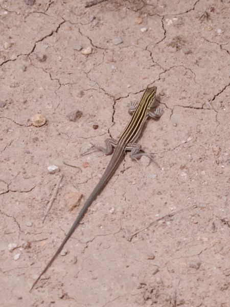 Desert Grassland Whiptail (Aspidoscelis uniparens)