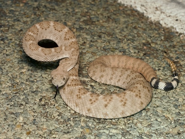 Western Diamond-backed Rattlesnake (Crotalus atrox)