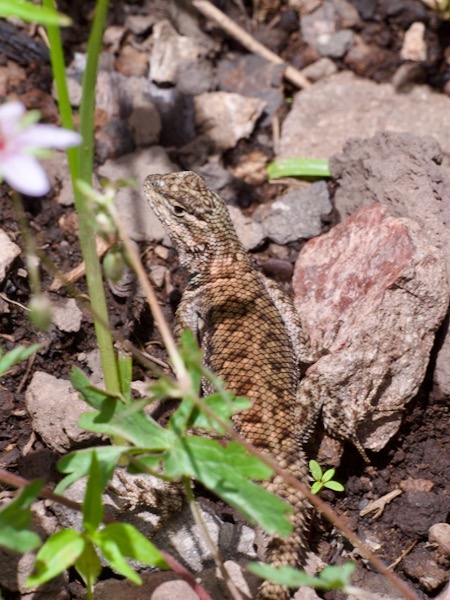 Yarrow’s Spiny Lizard (Sceloporus jarrovii)