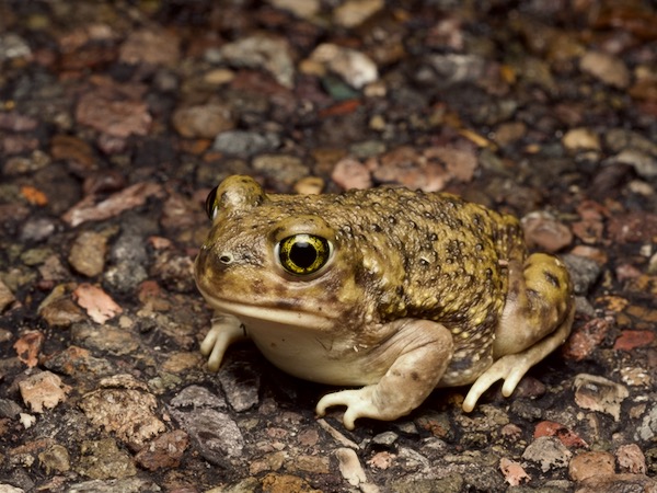 Couch’s Spadefoot (Scaphiopus couchii)