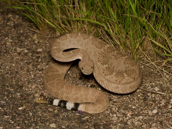 Western Diamond-backed Rattlesnake (Crotalus atrox)