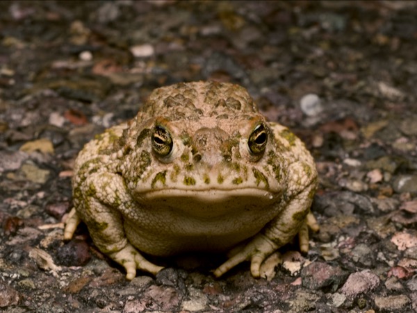 Great Plains Toad (Anaxyrus cognatus)