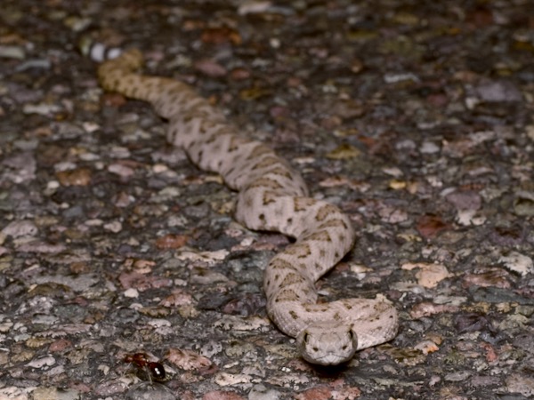 Western Diamond-backed Rattlesnake (Crotalus atrox)