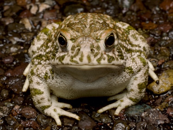 Great Plains Toad (Anaxyrus cognatus)