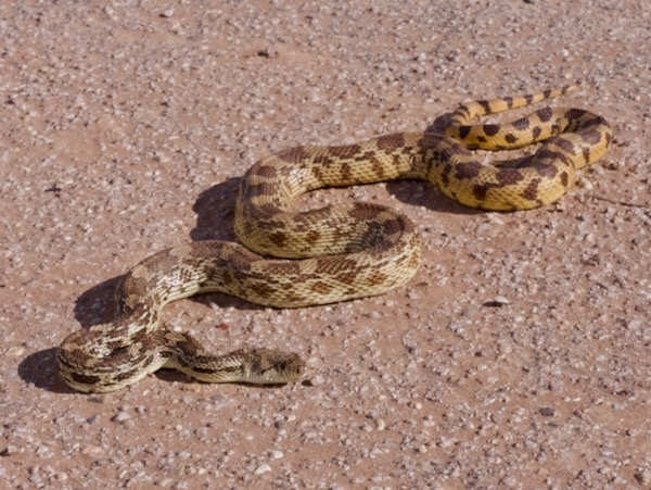 Sonoran Gopher Snake (Pituophis catenifer affinis)