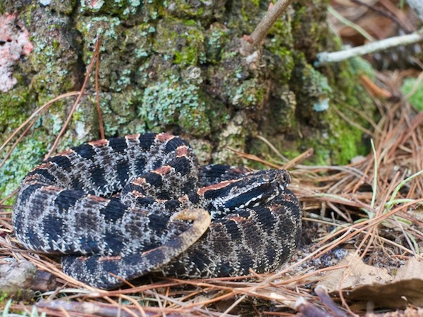 Dusky Pygmy Rattlesnake (Sistrurus miliarius barbouri)