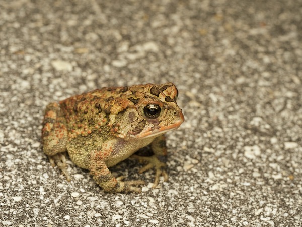 Southern Toad (Anaxyrus terrestris)