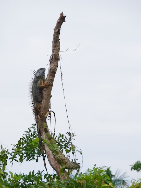 Green Iguana (Iguana iguana)