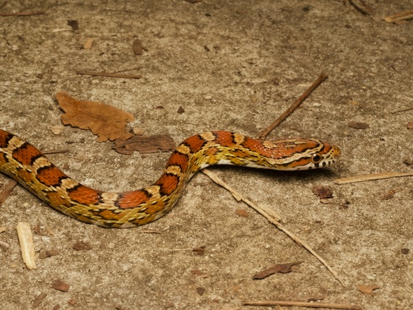 Corn Snake (Pantherophis guttatus)