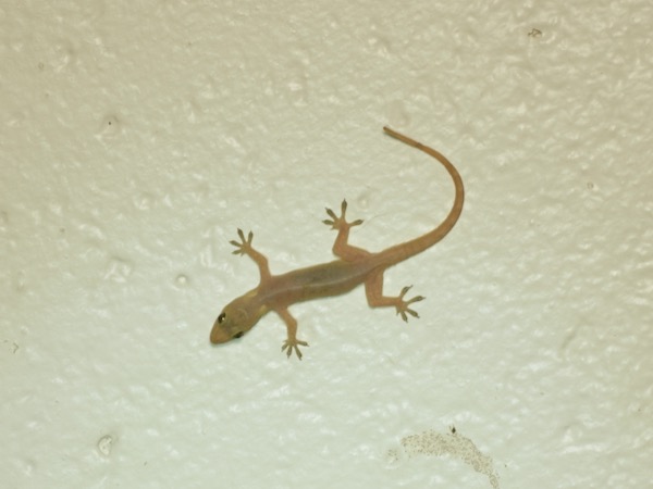 Indo-Pacific House Gecko (Hemidactylus garnotii)