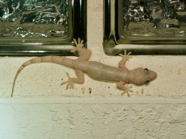 Tropical House Gecko (Hemidactylus mabouia)