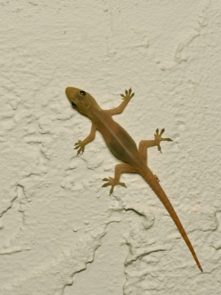 Indo-Pacific House Gecko (Hemidactylus garnotii)