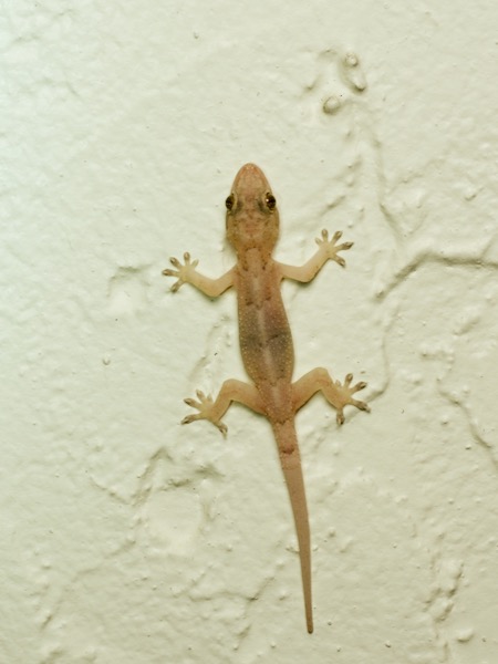 Tropical House Gecko (Hemidactylus mabouia)