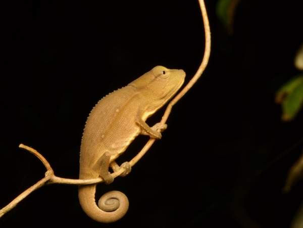 Perinet Chameleon (Calumma gastrotaenia)