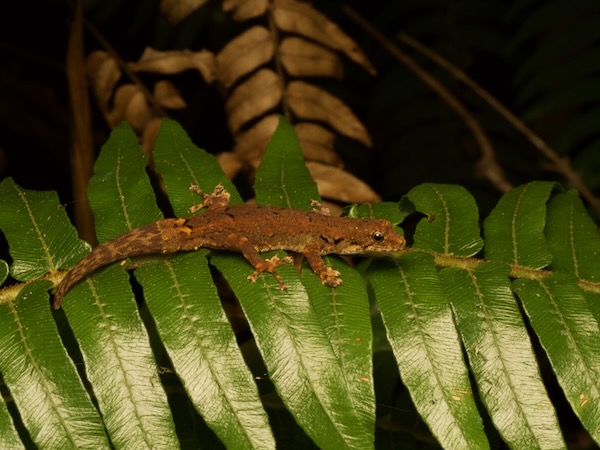 Guibe’s Dwarf Day Gecko (Lygodactylus guibei)