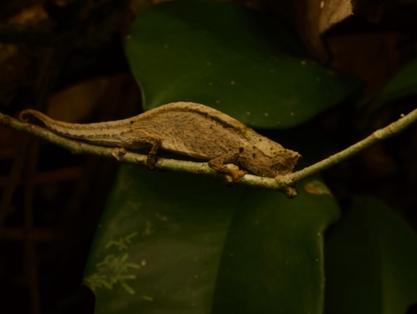 Ramanantsoa’s Leaf Chameleon (Brookesia ramanantsoai)