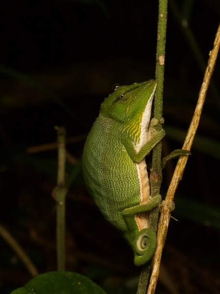 Perinet Chameleon (Calumma gastrotaenia)