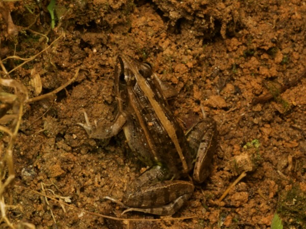 Mascarene Ridged Frog (Ptychadena mascareniensis)