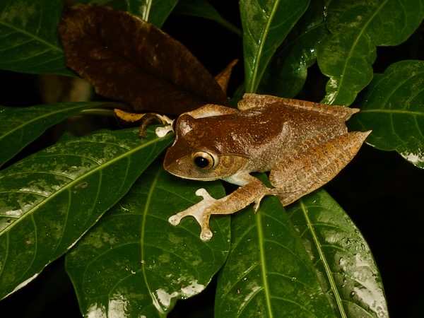 Madagascar Bright-eyed Frog (Boophis madagascariensis)