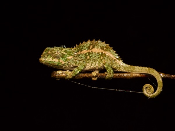 Cryptic Chameleon (Calumma crypticum)