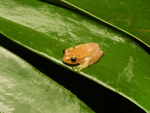 Betsileo Reed Frog (Heterixalus betsileo)