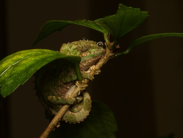 Cryptic Chameleon (Calumma crypticum)