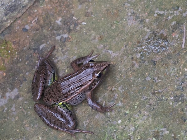 Mascarene Ridged Frog (Ptychadena mascareniensis)