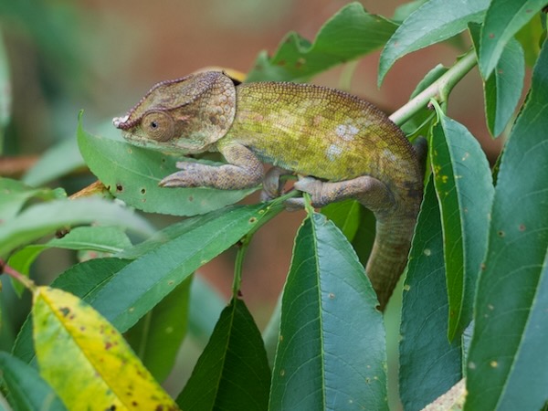 Cryptic Chameleon (Calumma crypticum)