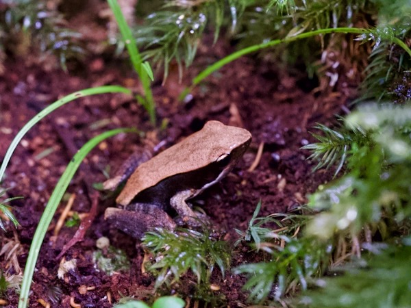 Central Madagascar Frog (Mantidactylus opiparis)