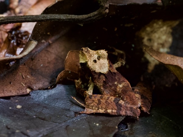 East Betsileo Grainy Frog (Gephyromantis asper)