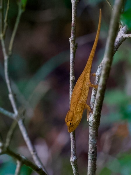 Perinet Chameleon (Calumma gastrotaenia)