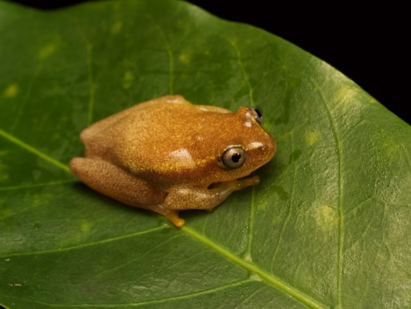 Betsileo Reed Frog (Heterixalus betsileo)