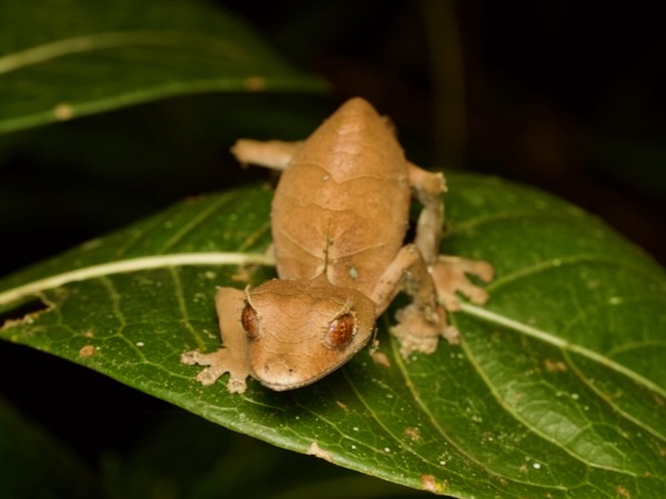 Satanic Leaf-tailed Gecko (Uroplatus phantasticus)