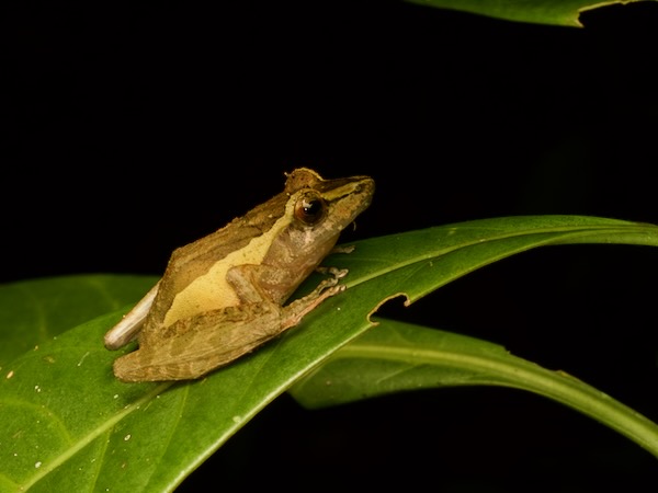 Tschenk’s Madagascar Frog (Gephyromantis tschenki)