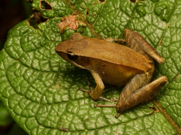 Central Madagascar Frog (Mantidactylus opiparis)