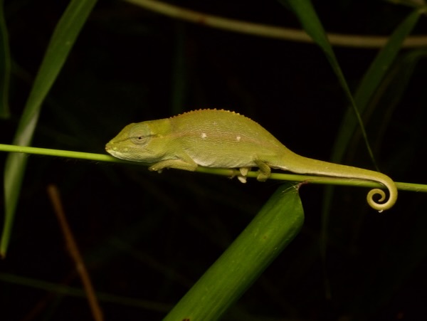 Perinet Chameleon (Calumma gastrotaenia)