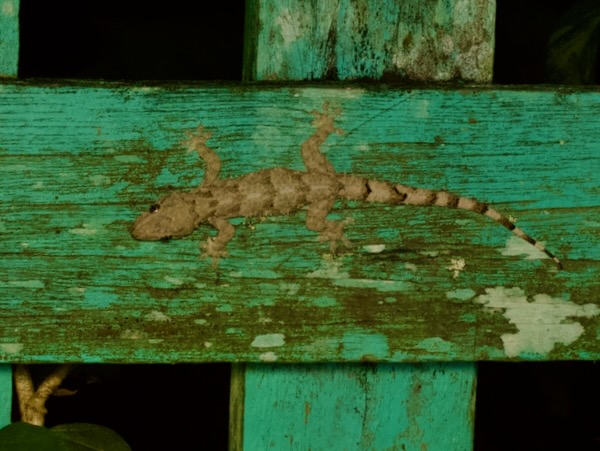 Farquhar Half-toed Gecko (Hemidactylus mercatorius)