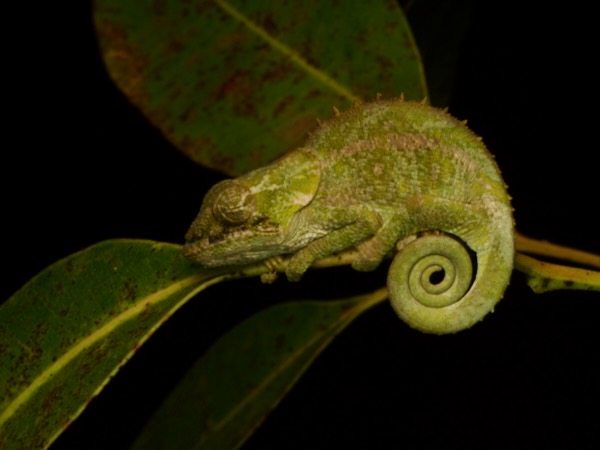 Short-horned Chameleon (Calumma brevicorne)