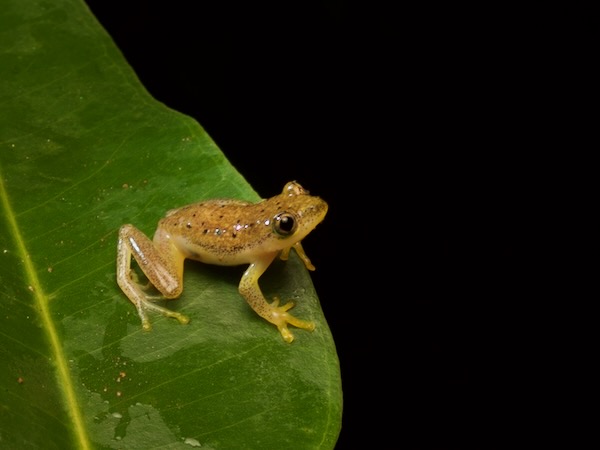 Spotted Madagascar Reed Frog (Heterixalus punctatus)