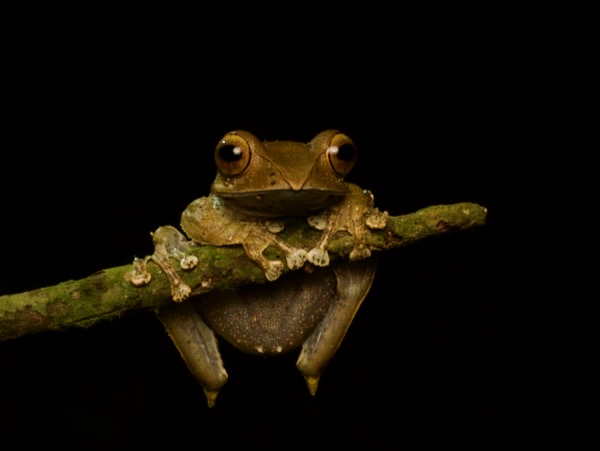 Madagascar Bright-eyed Frog (Boophis madagascariensis)