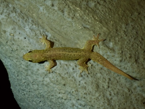 Common Four-clawed Gecko (Gehyra mutilata)