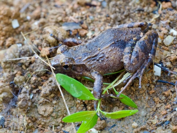 unidentified species (Mantidactylus betsileanus/katae)