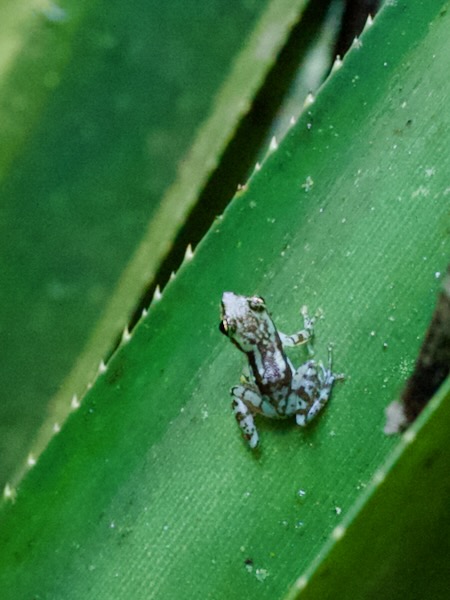 Tsarafidy Madagascar Frog (Guibemantis pulcher)