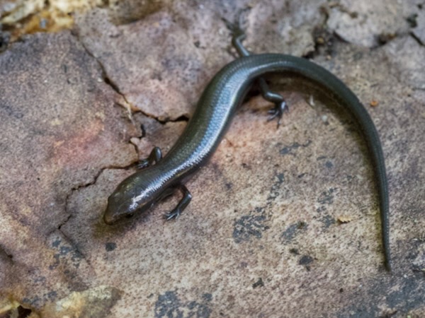 Dwarf Skink (Madascincus nanus)