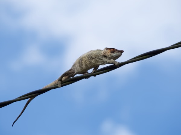 Short-horned Chameleon (Calumma brevicorne)